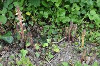 Orobanche hederae