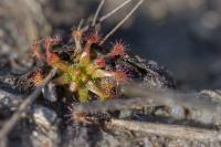 Drosera intermedia
