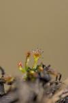 Drosera intermedia