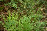Melica uniflora