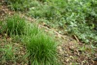 Carex sylvatica