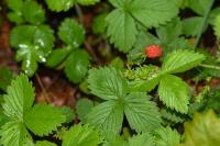 Fragaria vesca