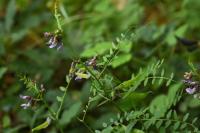 Vicia sepium