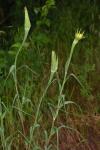 Tragopogon dubius