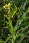 Sinapis arvensis