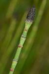 Equisetum ramosissimum