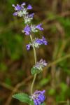 Nepeta cataria