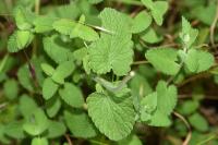 Nepeta cataria