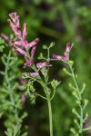 Fumaria officinalis