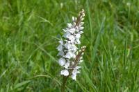 Dactylorhiza maculata