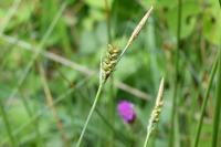 Carex panicea