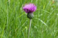 Cirsium dissectum