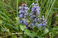 Ajuga reptans