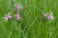 Lychnis flos-cuculi