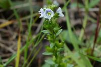 Veronica serpyllifolia