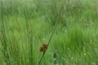 Juncus conglomeratus