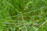 Carex divulsa
