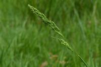 Poa trivialis