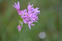 Allium roseum