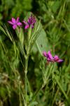 Dianthus armeria