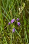 Campanula rapunculus