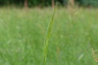 Trisetum flavescens