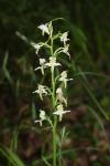 Platanthera chlorantha