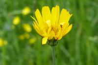 Tragopogon pratensis subsp. orientalis