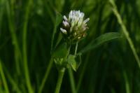 Trifolium squamosum