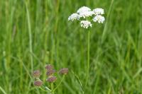 Oenanthe fistulosa
