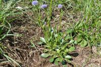 Globularia bisnagarica