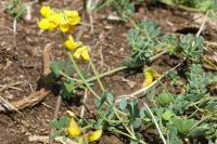 Coronilla minima