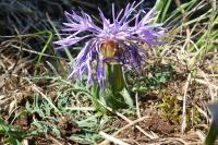 Carthamus mitissimus