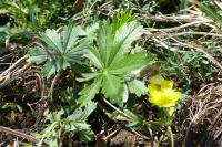 Potentilla verna