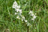 Filipendula vulgaris