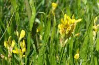 Genista sagittalis