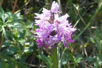 Orchis simia