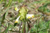 Melampyrum cristatum