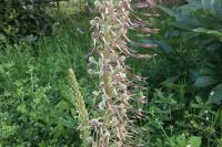 Himantoglossum hircinum