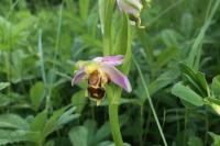 Ophrys apifera