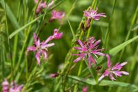 Lychnis flos-cuculi