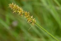 Carex otrubae