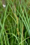 Carex riparia