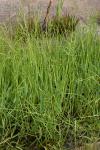 Glyceria notata