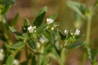 Buglossoides arvensis