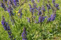Salvia pratensis