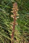 Orobanche hederae