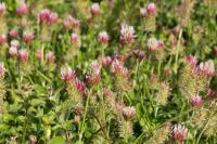 Trifolium incarnatum