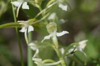 Platanthera chlorantha