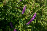 Vicia dasycarpa